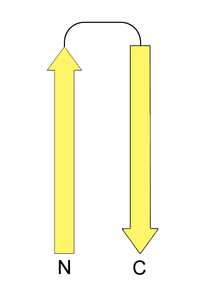 beta_hairpin3.gif