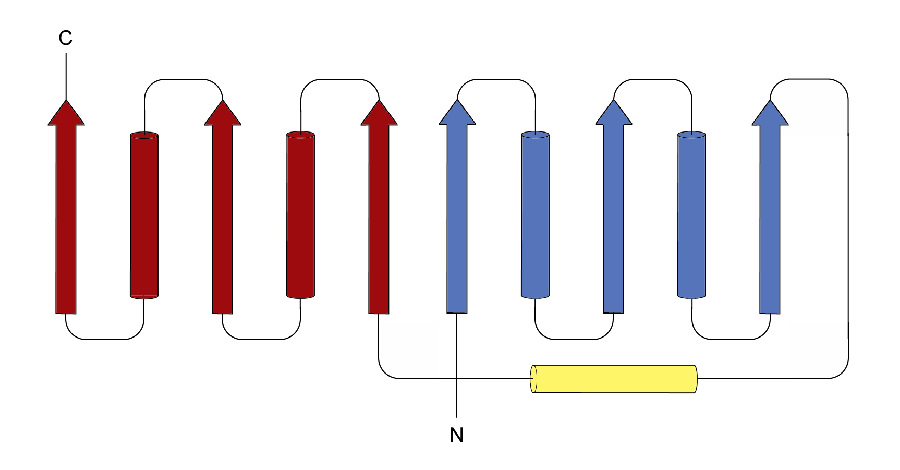 Schematic representations of the architecture of the Rossmann fold. The