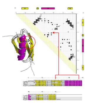 Example of a consensus structural alignment and contact map  