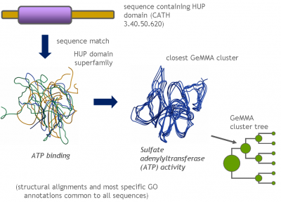 GeMMA clusters are structurally and functionally conserved